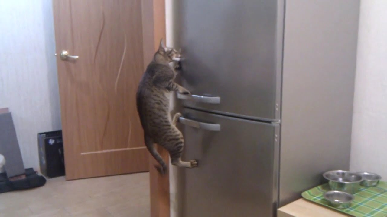 Кошка скребет в дверь. как отучить? 9 способов