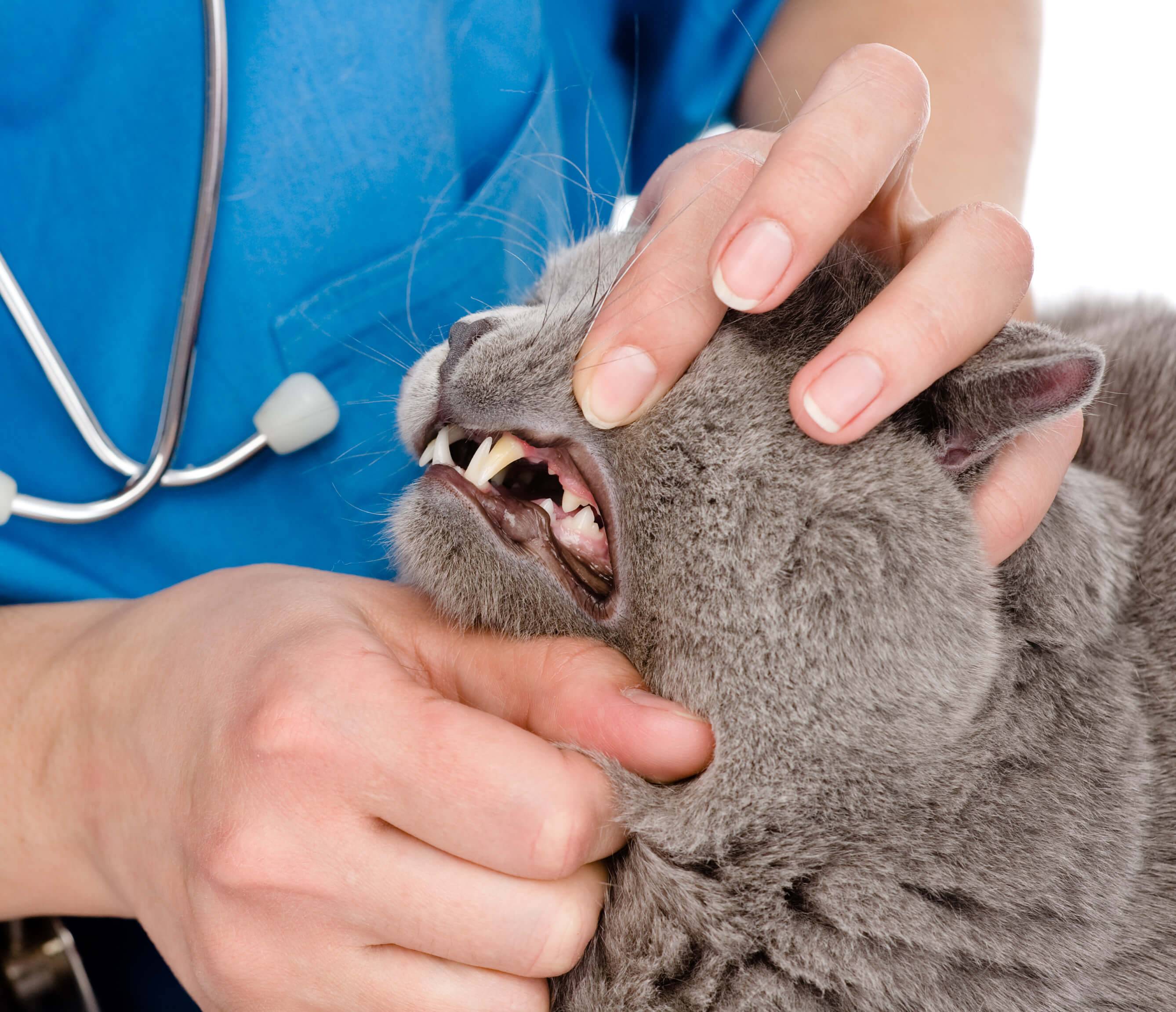 Стоматит у кошек: виды и признаки, фото, методы лечения