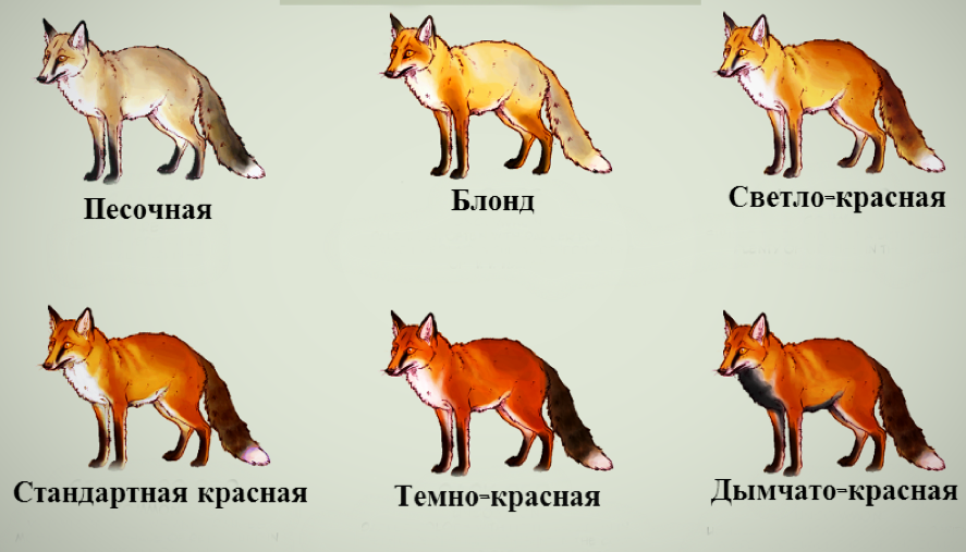 Лисица – описание и виды, фото с названиями, как выглядит и где обитает лиса