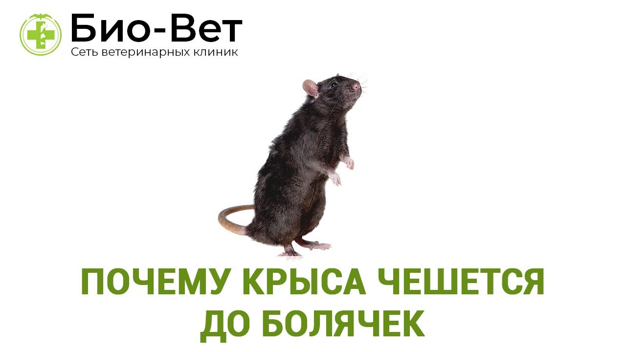 Крыса постоянно чешется, что делать?