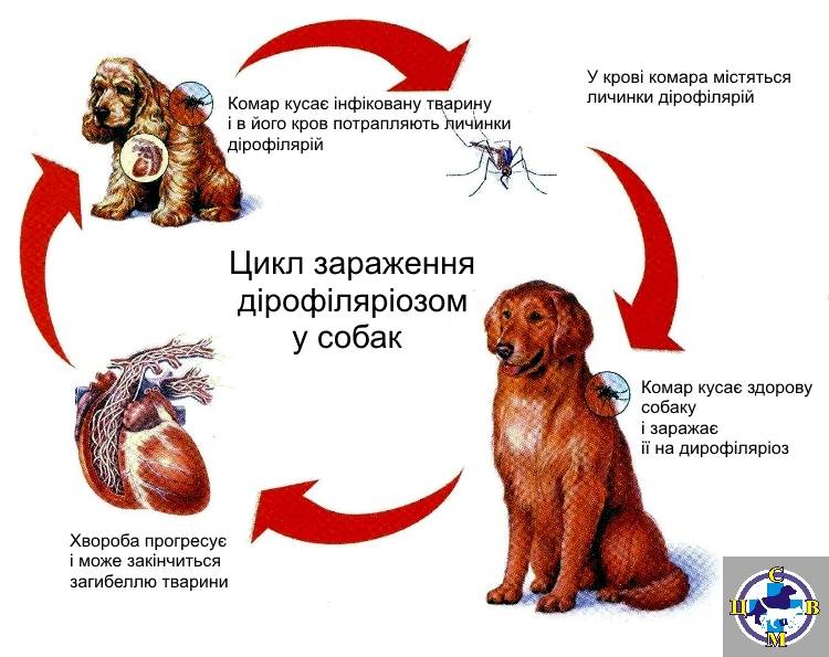 Дирофиляриоз у собак