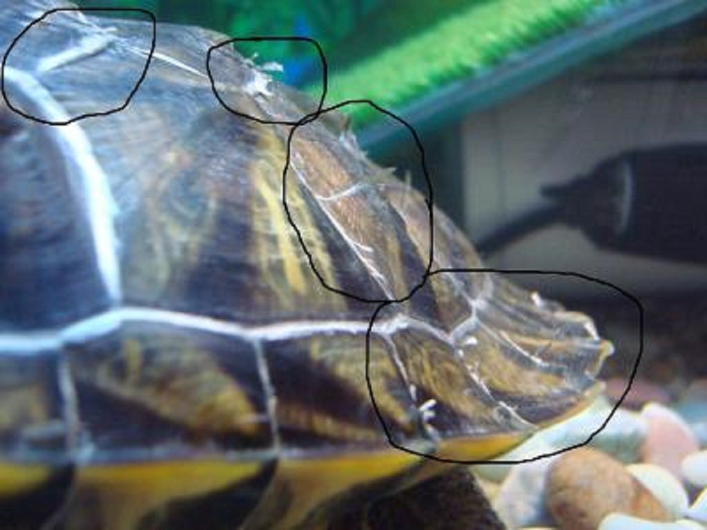 Как линяют красноухие черепахи, фото примеры, от чего происходит линька