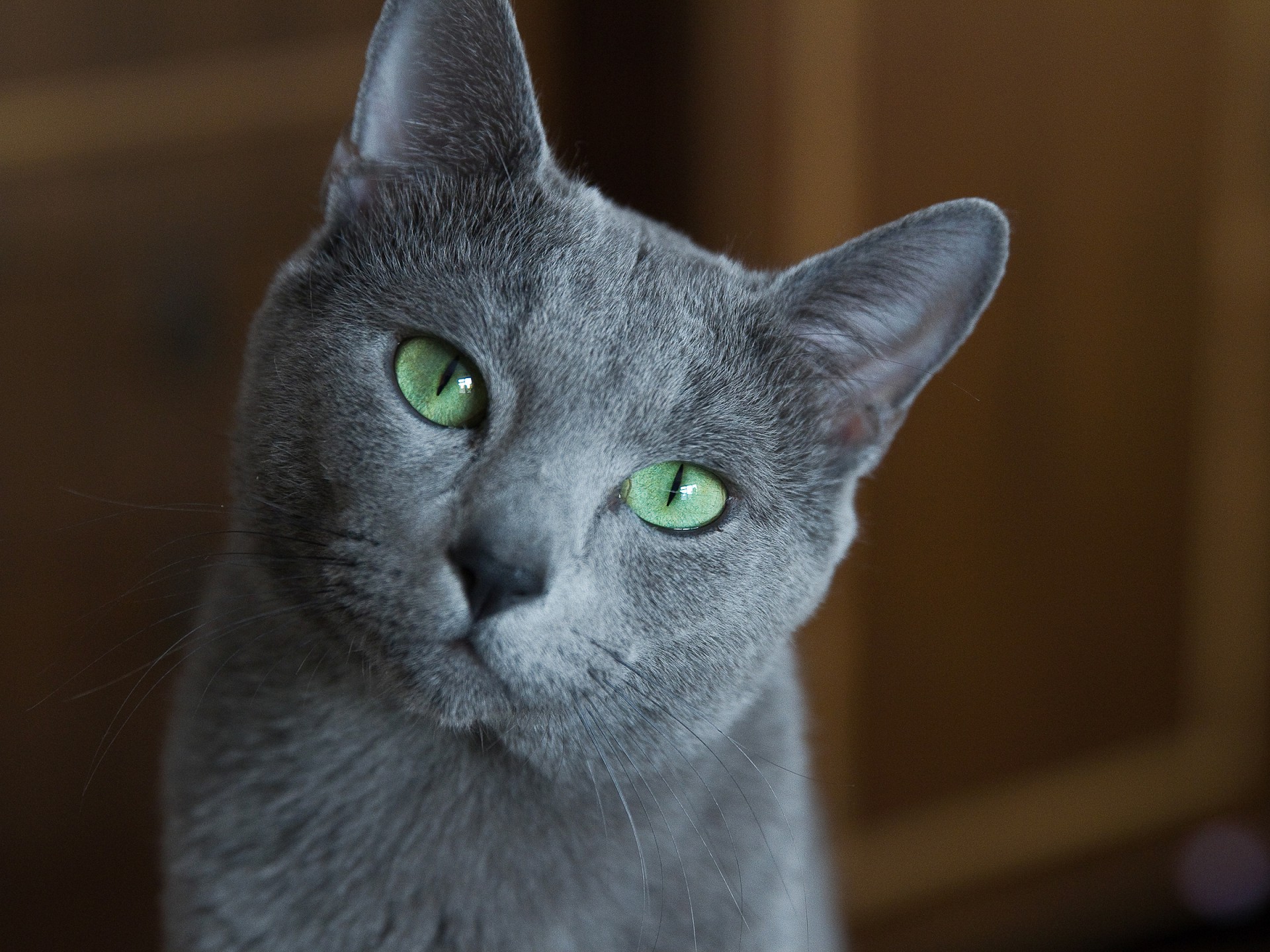 Кошка голубая
