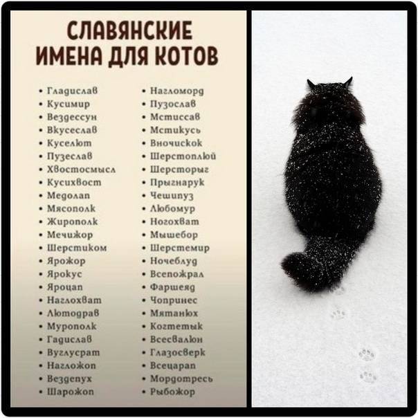 Как назвать британского котенка мальчика и девочку, популярные клички, имена по окрасу
