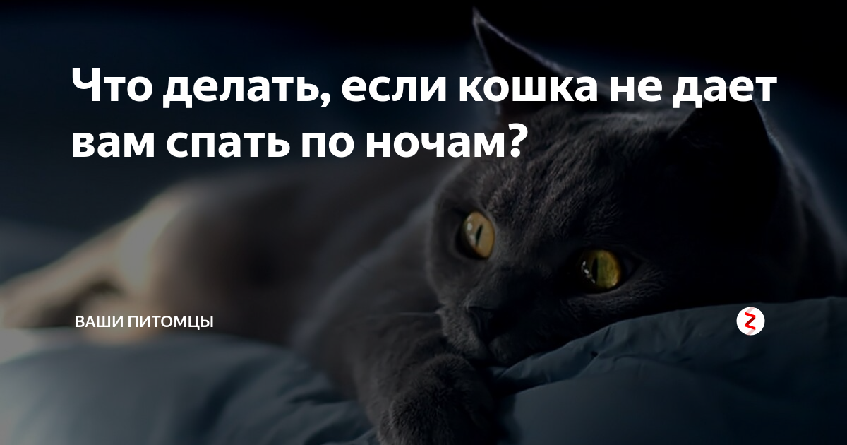 Снотворное для кошек: виды препаратов, особенности использования, отзывы