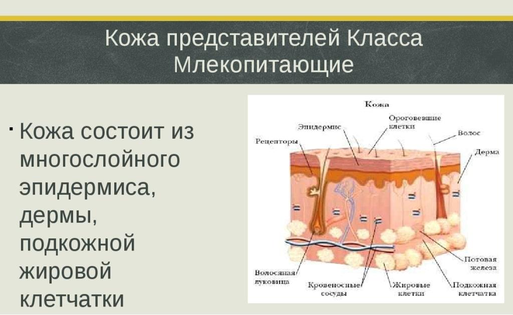 Строение кожи млекопитающих рисунок с подписями 7 класс