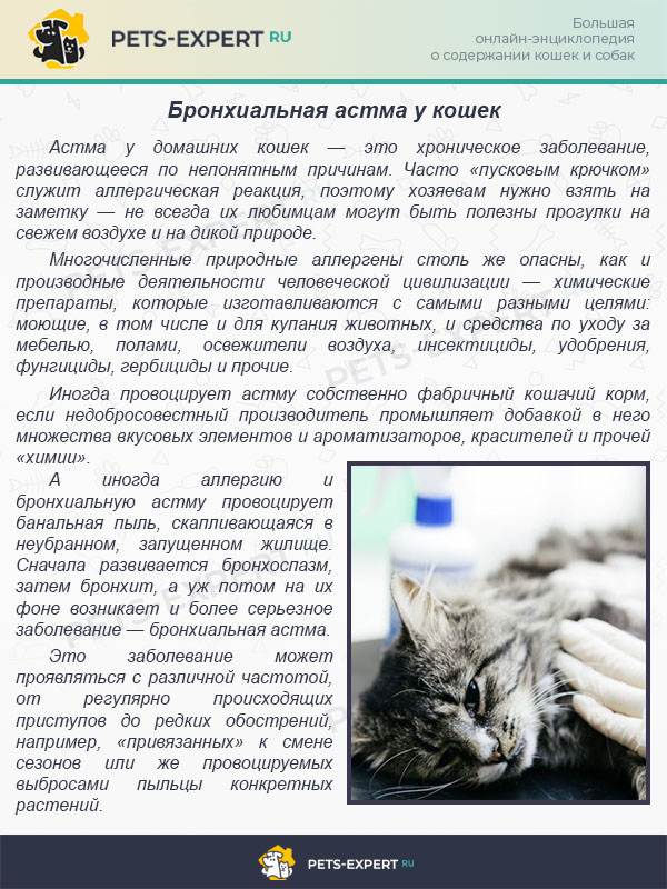 Бронхит у кошек: хронический и острый, симптомы недуга и возможные осложнения, лечение