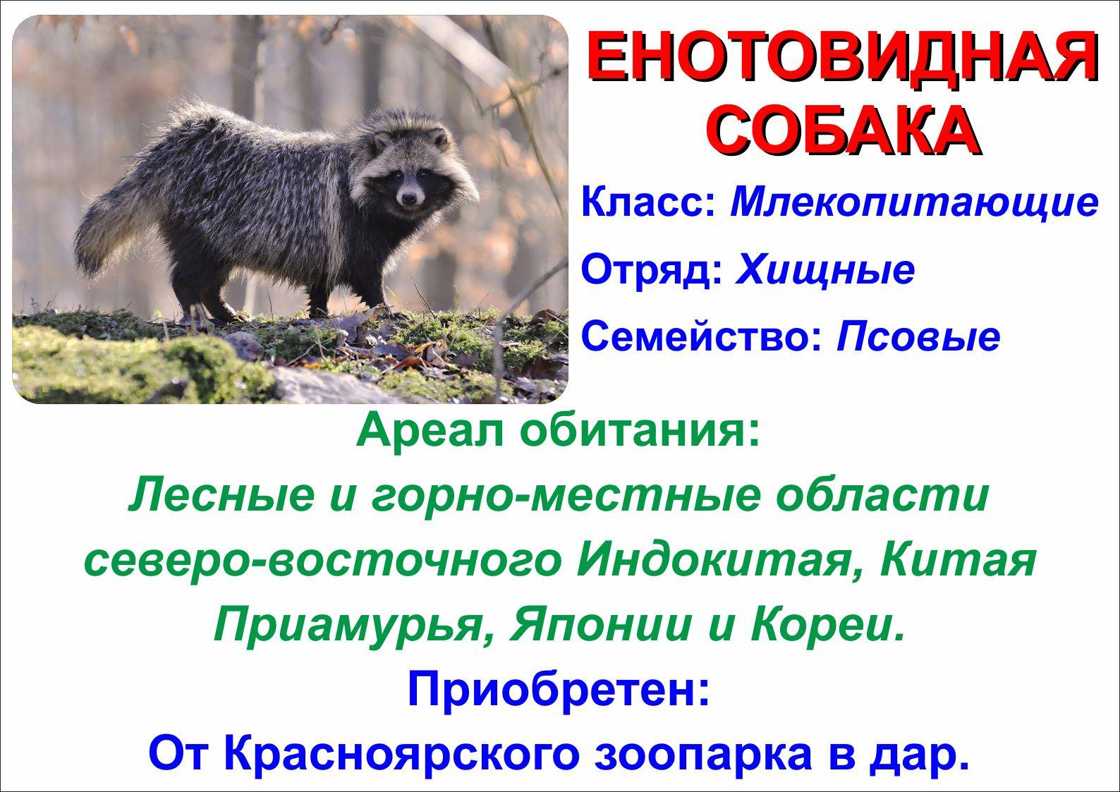 Енотовидная собака мой дикий питомец, содержание в квартире: дневник пользователя basninlamoia-2