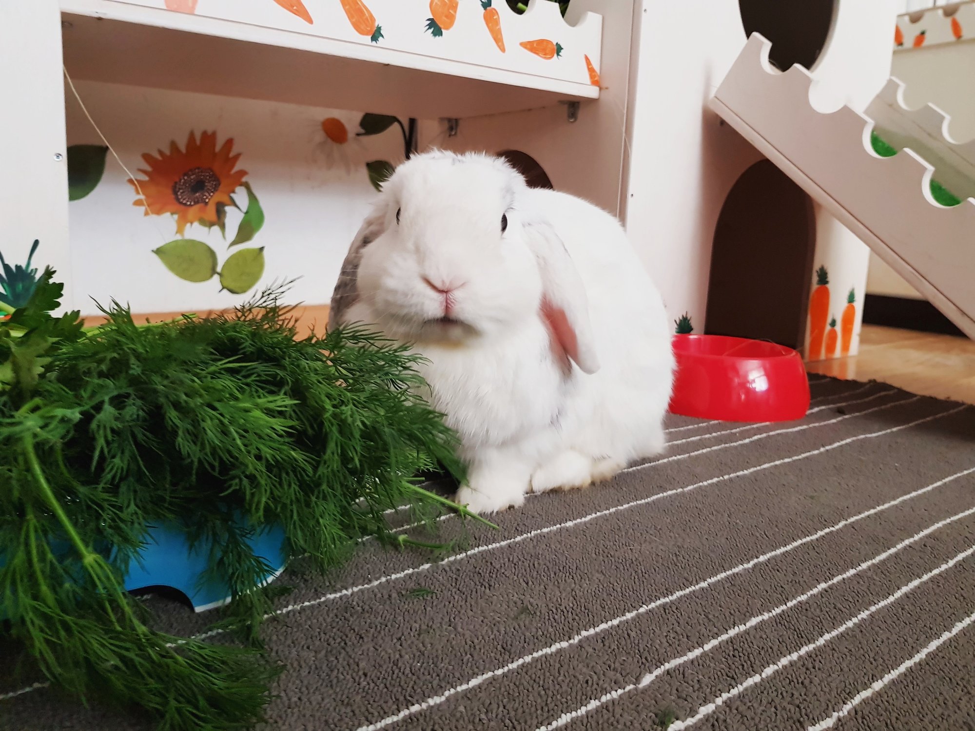 ᐉ как дрессировать кролика в домашних условиях? - zoomanji.ru