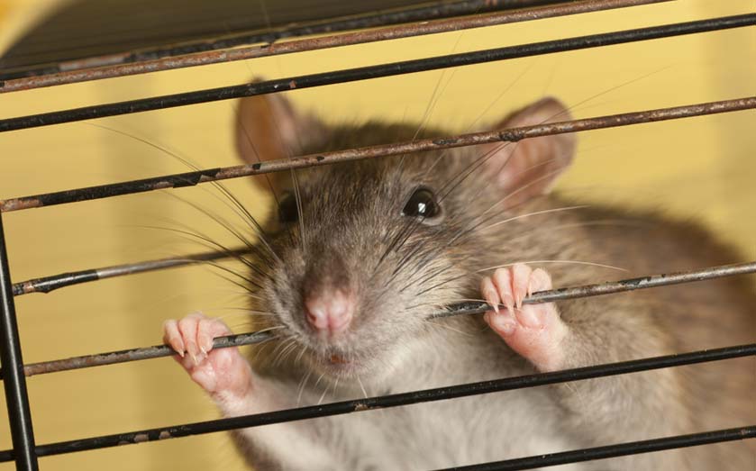 Приручение декоративной крысы к рукам: что делать, если она боится, кусается до крови