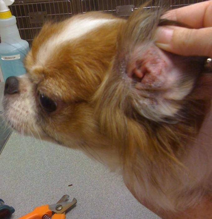 Собака трясет головой и чешет ухо: причины, первая помощь
собака трясет головой и чешет ухо: причины, первая помощь