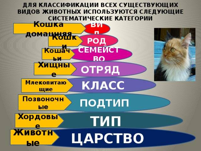 Кто такие обыкновенные домашние кошки, их подробное описание и систематика