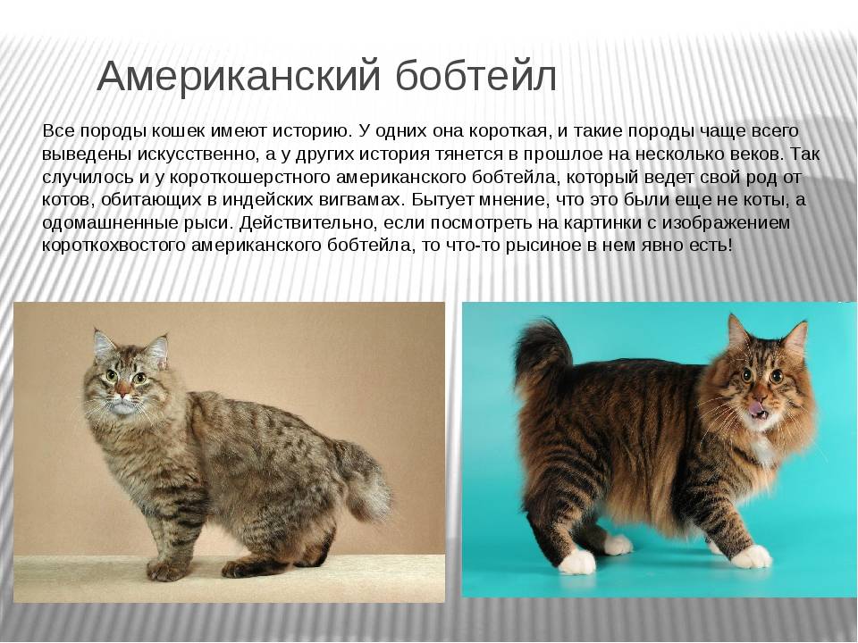 Пиксибоб кошка: фото, видео, о породе, характере, здоровье