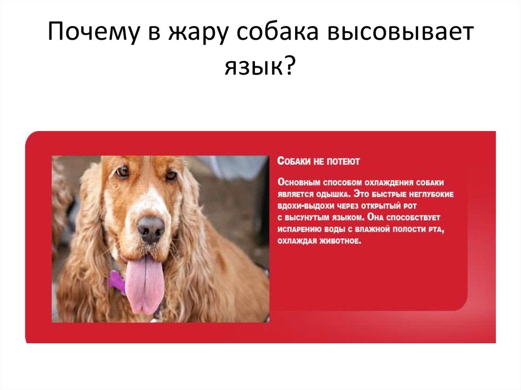 Почему в жару собака высовывает язык