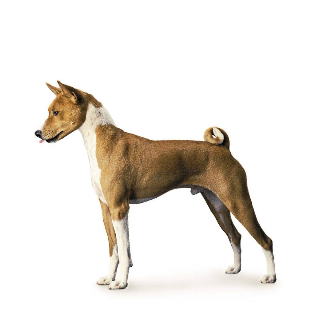 Средние породы собак: названия и фото (каталог)
