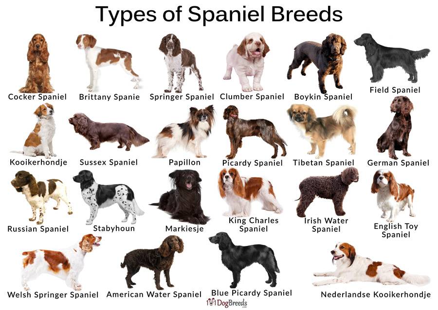 Спаниель собака виды породы с фото и названиями