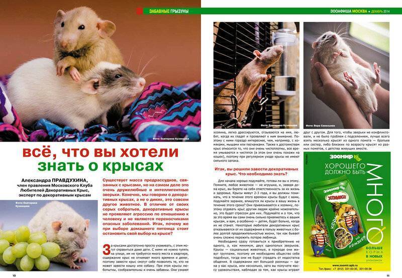 Болезни крыс и мышей: зоонозы, симптомы и лечениеветлечебница рос-вет
