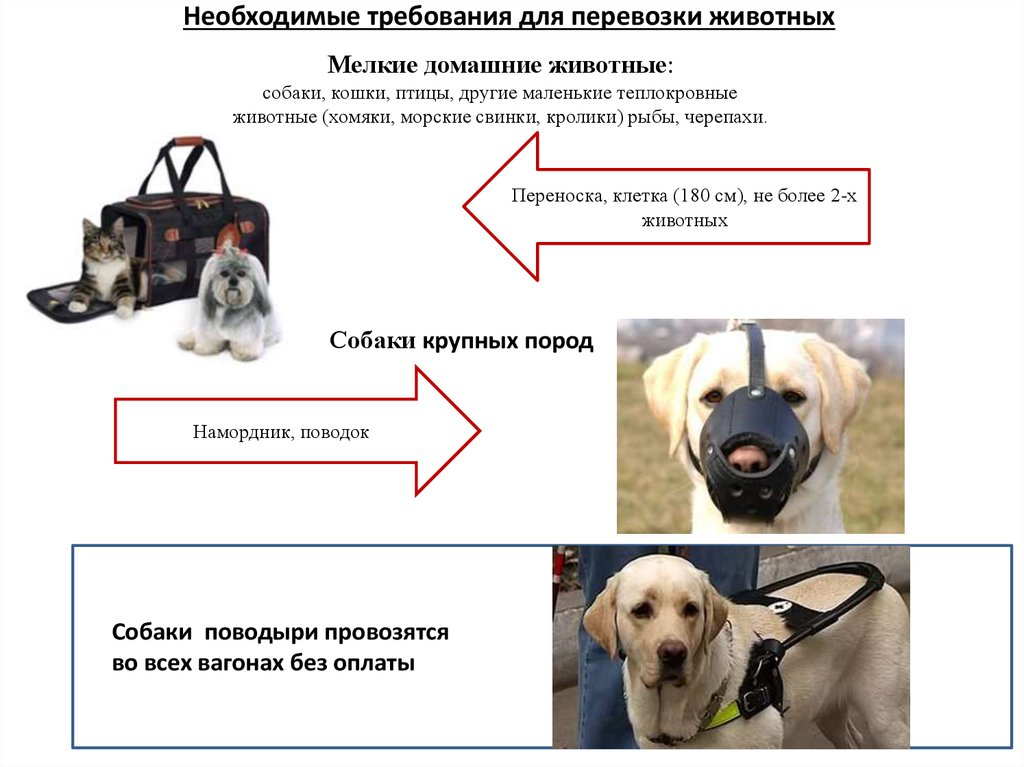 Как перевозить собаку в самолете? правила и требования