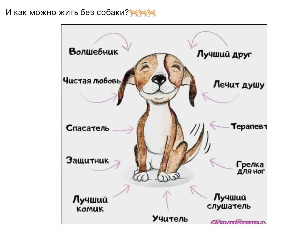 Смешные клички для собак