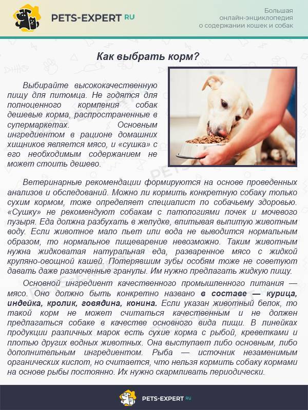 Кормление собаки сухими кормами: как часто давать, размеры порций по возрасту пса