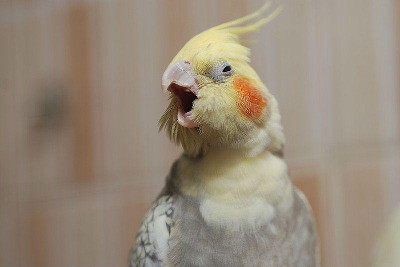 Почему попугай может чихать?