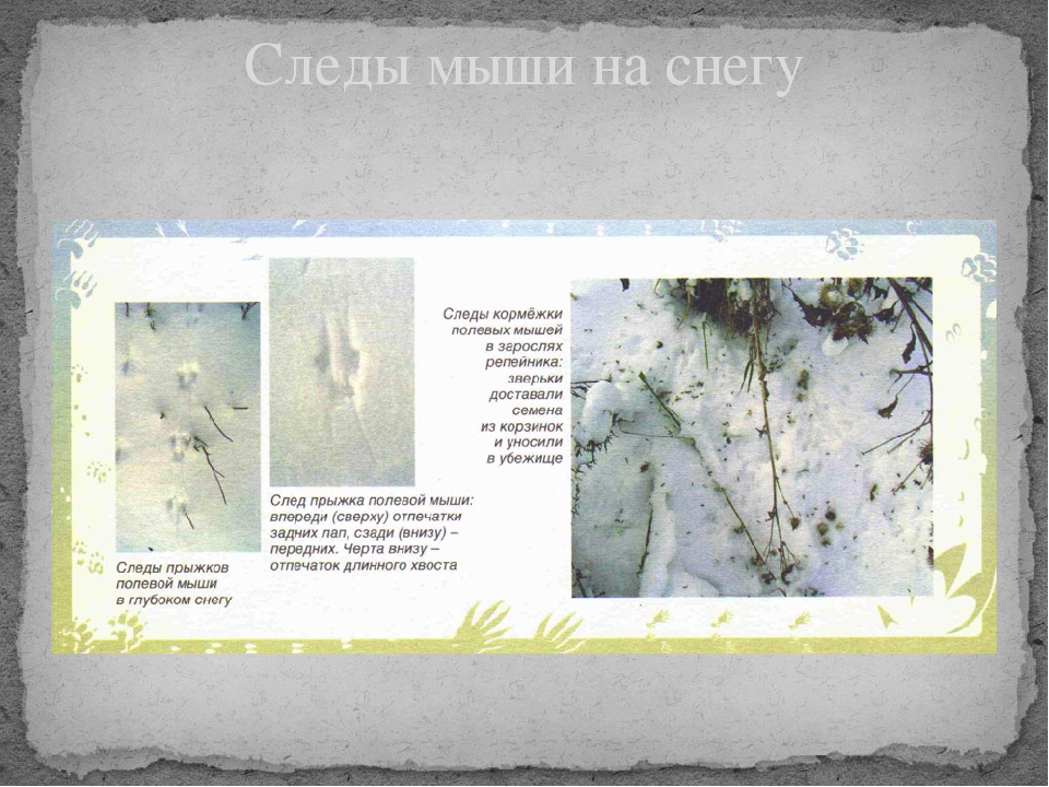 Следы животных на снегу, фото с названиями / сибирский охотник
