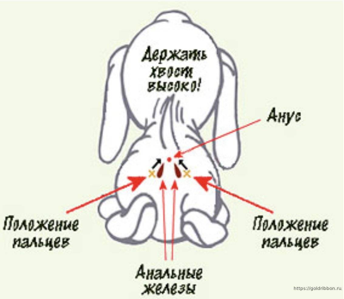 Железы у собак схема которые нужно чистить