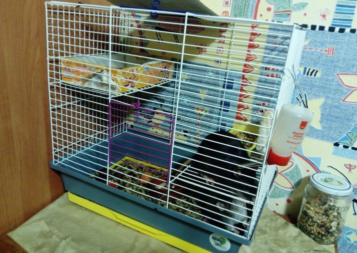 Как выбрать и обустроить клетку для декоративных крыс