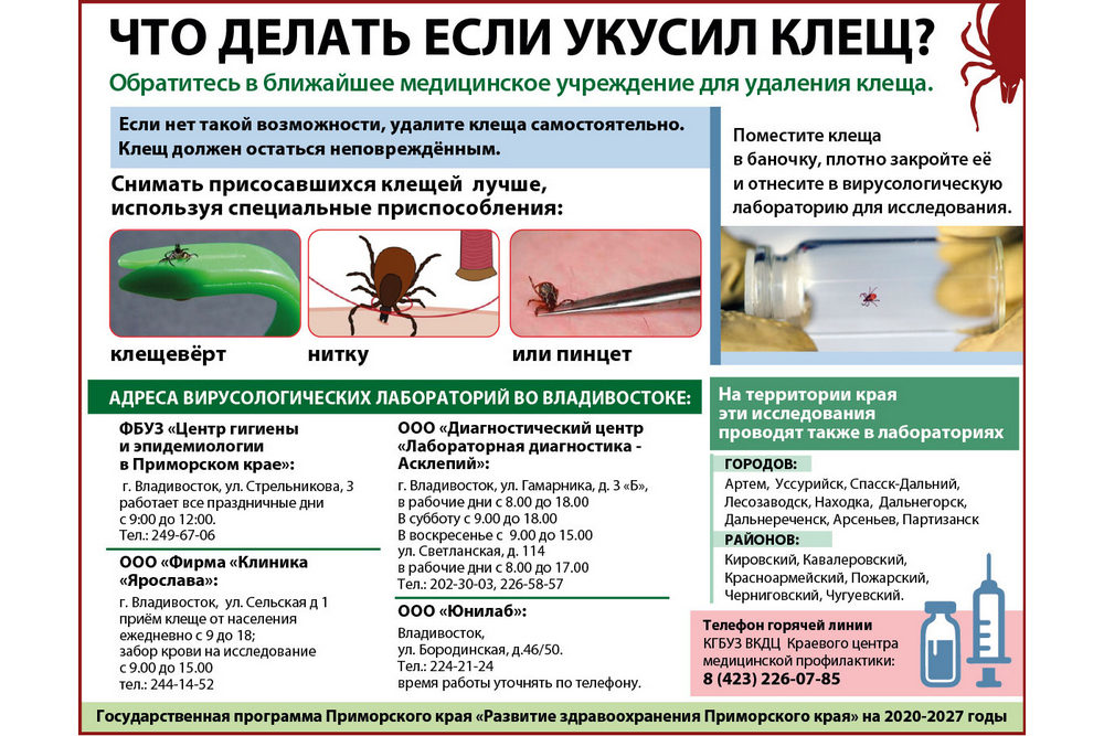 Что делать если укусил сирийский хомяк