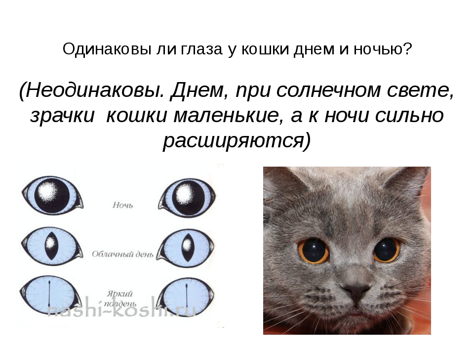 Мир глазами кошек |