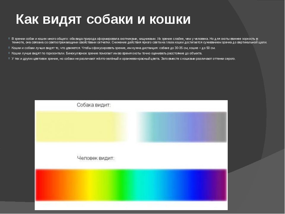 Как видит кошка наш мир? отличия кошачьего зрения от человечьего