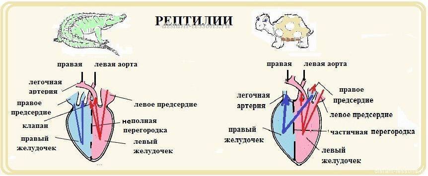 Круги кровообращения у человека: эволюция, строение и работа большого и малого, дополнительные, особенности