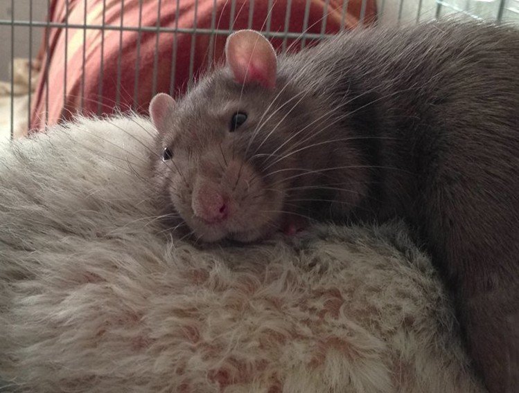Как понять что домашняя крыса умирает от старости и от болезни