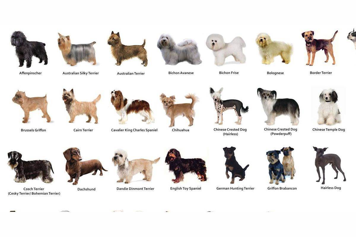 Японские породы собак с фото и названиями
японские породы собак с фото и названиями