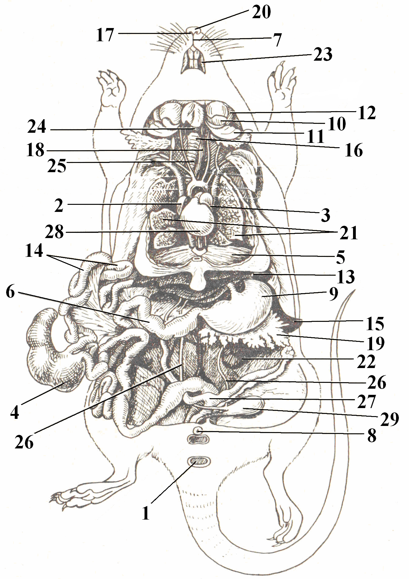 Серая крыса строение. Общая топография внутренних органов крысы. Анатомия крысы внутреннее строение. Внутреннее строение самки крысы. Анатомия шиншиллы внутренние органы.