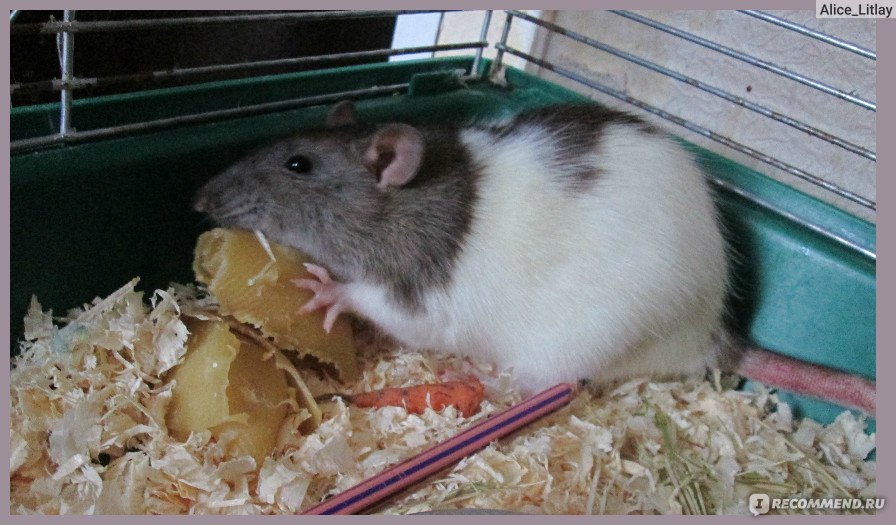 Стоит ли заводить домашнюю крысу: плюсы и минусы декоративного питомца