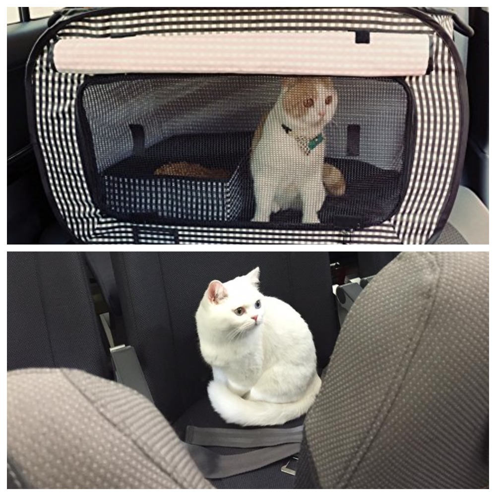 Как перевозить кошку в машине. приучаем кошку к автомобилю. | все о кошках