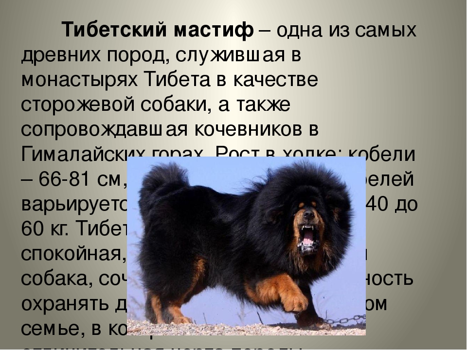 Самые большие собаки в мире: 10-ка тяжеловесов с описанием и фото