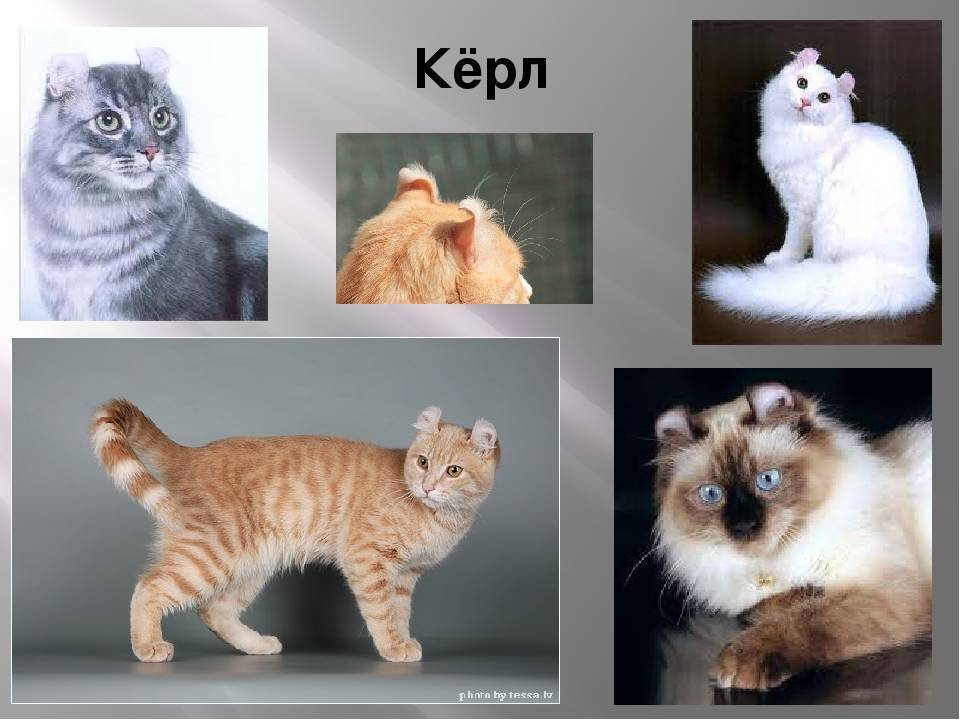Американский кёрл: фото кошки, описание породы, характер, повадки, отзывы владельцев