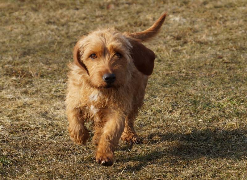 Рыжий бретонский бассет - порода собак: описание, фото, история, содержание и дрессировка, болезни бассетов