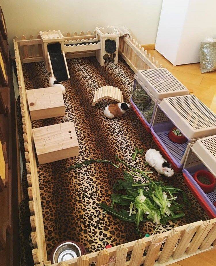 Клетка для морской свинки своими руками — из чего и как сделать самостоятельно