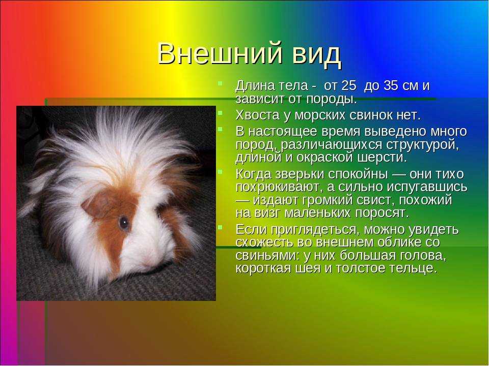 ᐉ гигнтская морская свинка куи: описание и особенности содержания - kcc-zoo.ru