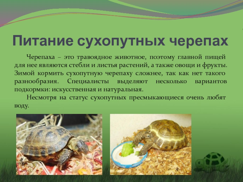 Среднеазиатская черепаха