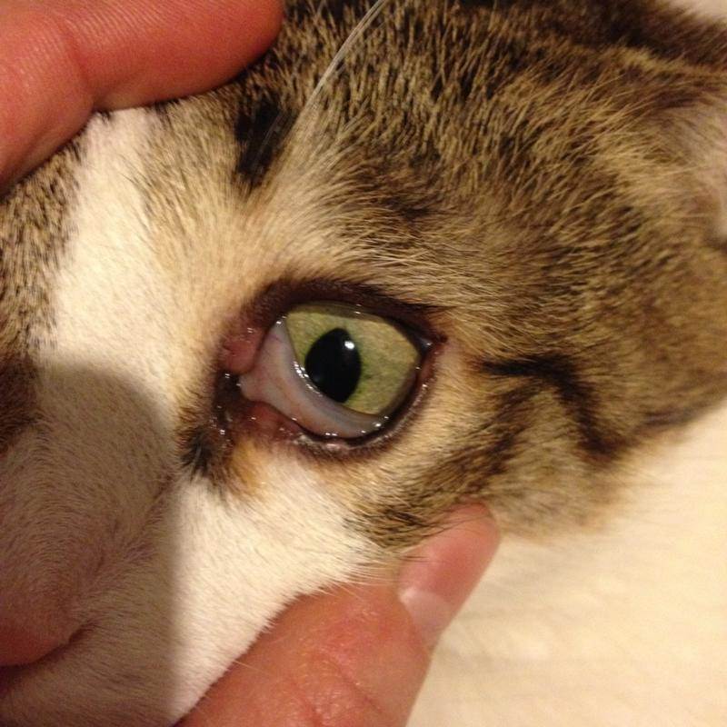 Почему у котят слезятся глаза и что с этим делать