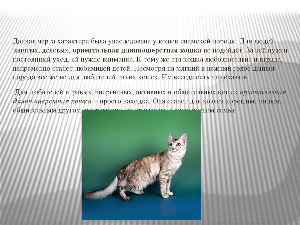 Кошка бурмилла: описание породы и характера