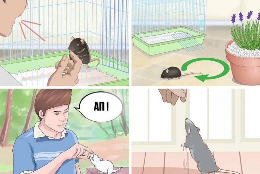 Как приручить домашнюю крысу