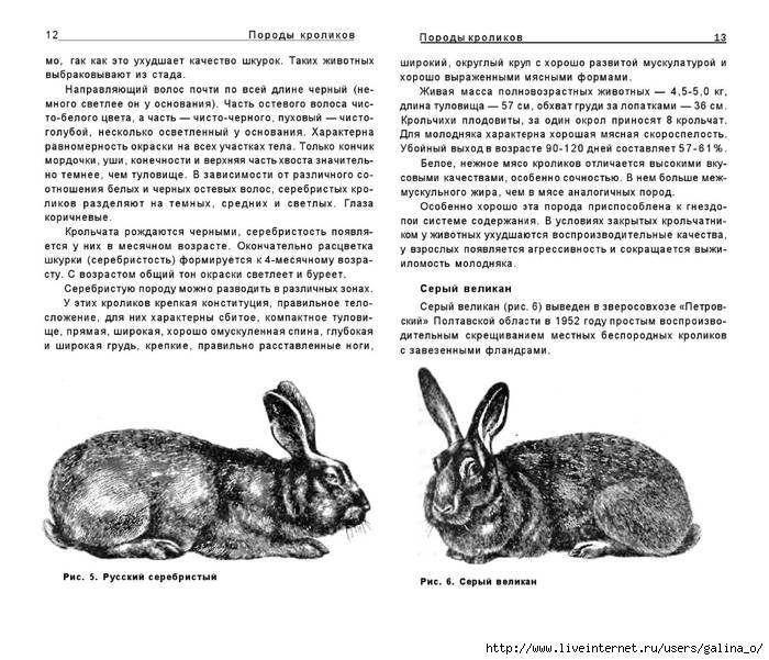 Кролики породы великан: описание и содержание