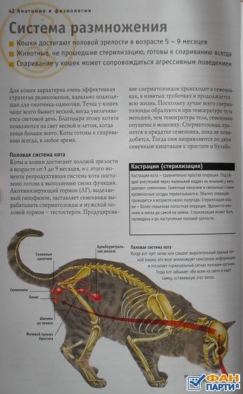 Течка у кошки: сколько длится, когда начинается, признаки и как успокоить кошку