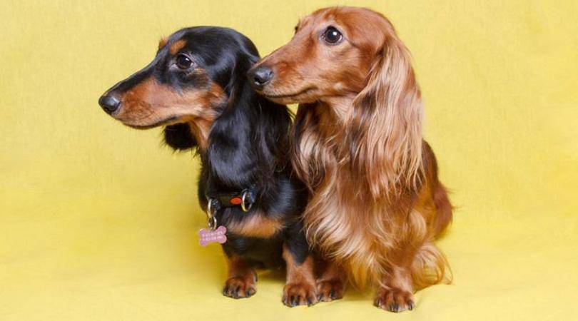 Мелкие породы собак. описание, названия, виды и фото мелких пород собак