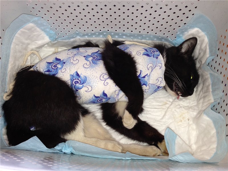 Кошке после операции одевают